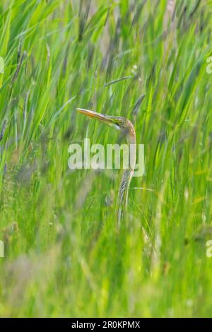 Airone viola nascosto nell'erba (Ardea purpurea) Foto Stock