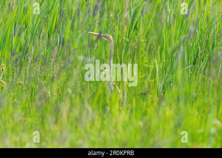 Airone viola nascosto nell'erba (Ardea purpurea) Foto Stock