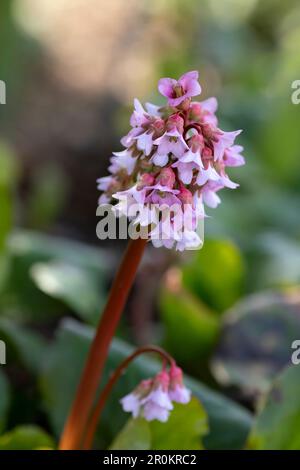 primo piano di una bergenia fiorente con foglie di cuore su sfondo sfocato Foto Stock