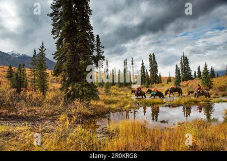 USA, Alaska, Cantwell, Horse Pack viaggio nella valle del fiume Jack alla base della catena montuosa dell'Alaska con Gunter Wamser e Sonja Endlweber Foto Stock