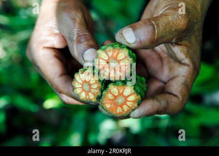 BELIZE, Punta Gorda, Villaggio di San Pedro Colombia, contadino Eladio Pop mostra il colorato interno di una pianta nella sua Fattoria cacao Foto Stock