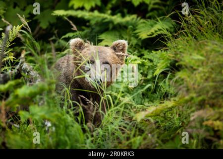 USA, Alaska, Redoubt Bay, Big River Lake, un orso bruno grizzly caccia e mangiare a Wolverine Cove Foto Stock