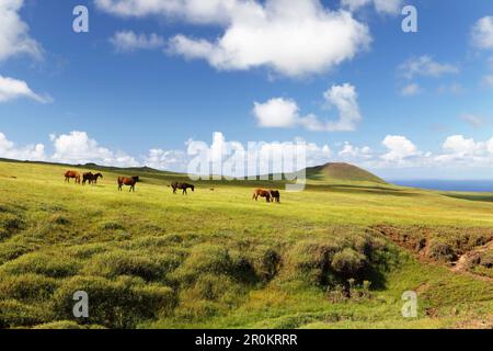 Isola di Pasqua, Cile, Isla de Pascua, Rapa Nui, escursionisti esplorare il verde lussureggiante delle colline che portano a Maunga Terevaka, il punto più alto dell'isola Foto Stock