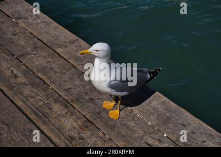 Primo piano di un gabbiano in piedi Foto Stock