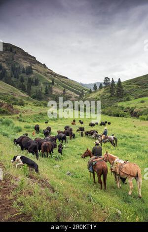 Stati Uniti d'America, Oregon, Giuseppe, cowboy Todd Nash e Cody Ross spostare il bestiame dall'Wild Horse Creek fino grande pecora Creek per sterzare Creek nella zona nord-est di Oregon Foto Stock