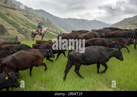 USA, Oregon, Joseph, Cowboy Todd Nash guida i bovini fino alla parete del canyon verso il drenaggio di Steer Creek nell'Oregon nordorientale Foto Stock