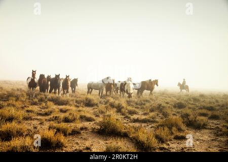 Stati Uniti d'America, Nevada, pozzi, Mustang monumento, un lusso sostenibile eco friendly resort e conservare per cavalli selvaggi, Salvataggio America's Mustangs Foundation Foto Stock