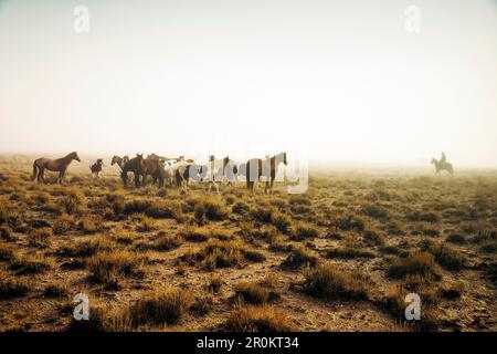 Stati Uniti d'America, Nevada, pozzi, Mustang monumento, un lusso sostenibile eco friendly resort e conservare per cavalli selvaggi, Salvataggio America's Mustangs Foundation Foto Stock