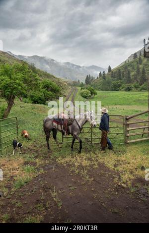 Stati Uniti d'America, Oregon, Giuseppe, Cowboy Todd Nash giostre anche se il canyon verso il suo carrello dopo lo spostamento del bestiame fino pecore Big Creek sotto la pioggia, Nordest Oregon Foto Stock