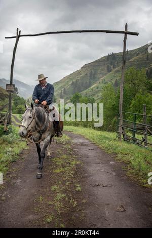 Stati Uniti d'America, Oregon, Giuseppe, Cowboy Todd Nash giostre anche se il canyon verso il suo carrello dopo lo spostamento del bestiame fino pecore Big Creek sotto la pioggia, Nordest Oregon Foto Stock