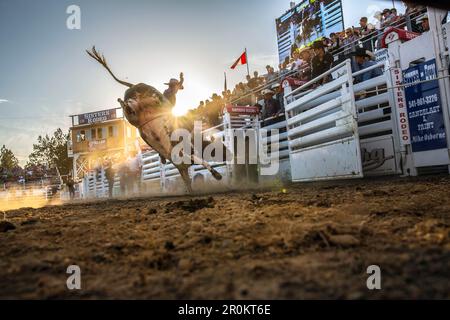 Stati Uniti d'America, Oregon, Suore sorelle Rodeo, cowboy cavalcare un 2.000 pound bull con praticamente alcun controllo per tutto il tempo in cui essi possono Foto Stock