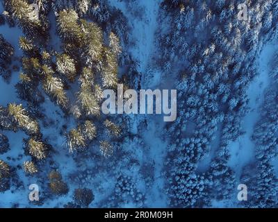 Foresta con alberi vicino a Kitzbühel, Inverno in Tirolo, Austria Foto Stock