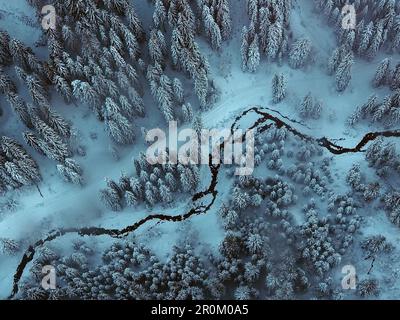 Foresta con alberi vicino a Kitzbühel, Inverno in Tirolo, Austria Foto Stock