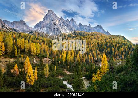 Foresta autunnale nei pressi di Cadini di Misurina, Auronzo di Cador nelle Dolomiti, Belluno, Alto Adige, Italia, Europa Foto Stock