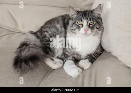 Carino gatto con zampa avvolto in bendaggio medico sul divano al coperto Foto Stock