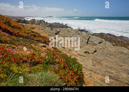 Primavera sulla costa ripida di Porto Covo, Parque Natural do Sudoeste Alentejano e Costa Vicentina, Alentejo sud-occidentale e Parco Naturale della Costa Vicentina, Foto Stock