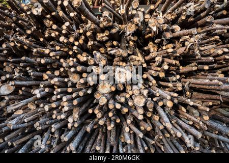 Legna da ardere impilata, Foresta Nera, Baden-Württemberg, Germania Foto Stock