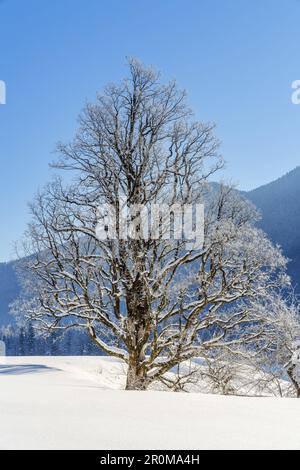 Linde in inverno, Latviani, Lenggries, Tölzer Land, Isarwinkel, Alta Baviera, Baviera, Germania Foto Stock