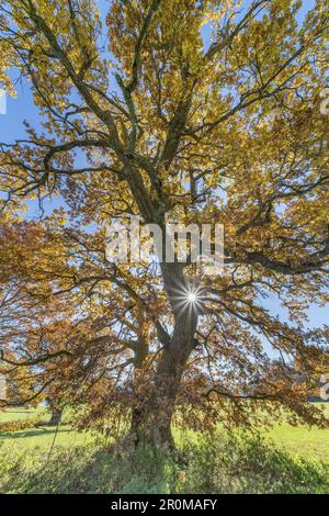 Quercia nel Parco Bernrieder, Bernried, alta Baviera, Baviera, Germania Foto Stock