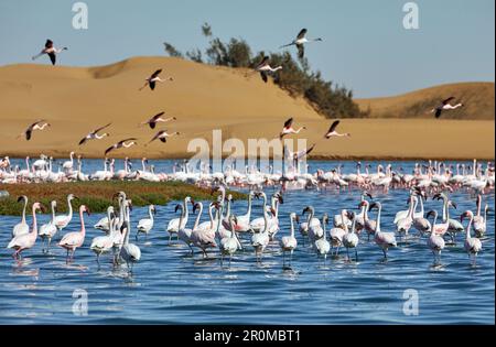 Fenicotteri rosa nella laguna di Walvis Bay a sud di Swakopmund, Namibia Foto Stock