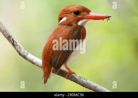 Un primo piano di Martin pescatore pygmy del Madagascar appollaiato su un ramo di albero. Foto Stock