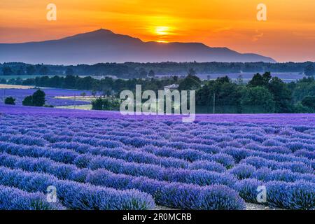 Campo di lavanda vicino Sault, Monte Ventoux, Francia Foto Stock