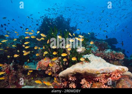 Specie ricca barriera corallina, Tufi, Salomonensee, Papua Nuova Guinea Foto Stock