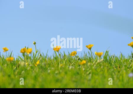 Fiori di coppette gialle (Ranunculus sp.) Contro un cielo azzurro pallido - Inghilterra Foto Stock