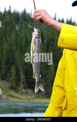 Il pescatore tiene il pesce appena pescato dal fiume di Yukon sul gancio, Yukon, Canada Foto Stock