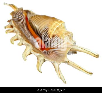 Millepiedi Spider Conch (Strombidi millepeda) 13cm Foto Stock