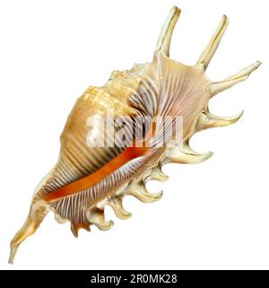 Millepiedi Spider Conch (Strombidi millepeda) 13cm Foto Stock