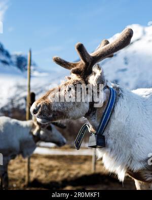Una maestosa renna in piedi in un prato. Foto Stock