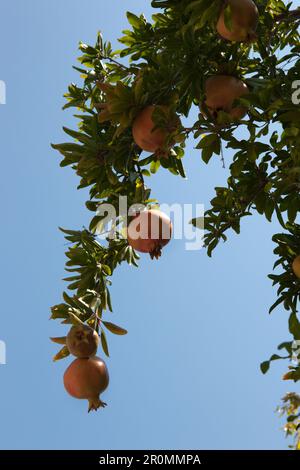 Albero di melograno con frutti, Zante, Isole IONIE, Grecia Foto Stock