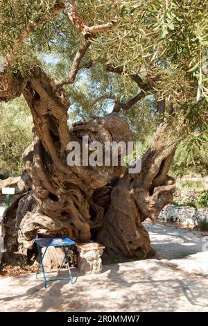 Antico ulivo nel villaggio di Exo Hora, Zante, Isole IONIE, Grecia Foto Stock