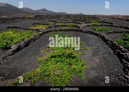 Vigneti di la Geria sulla cenere vulcanica del 1730s. Eruzioni, Lanzarote, Isole Canarie, Spagna, Europa Foto Stock