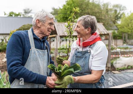 Una coppia amorevole di contadini anziani, oltre 65 anni, guardando gli occhi gli uni negli altri nel giardino, il loro rapporto di lunga durata evidente attraverso il calore e la t Foto Stock