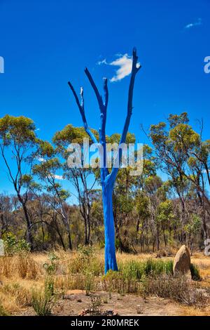 Un albero morto dipinto di blu. Il Blue Tree Project è un progetto australiano per la consapevolezza pubblica della salute mentale e del suicidio. Foto Stock