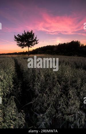 Albero nel campo di mais al tramonto, Voralpenland, Baviera, Germania Foto Stock