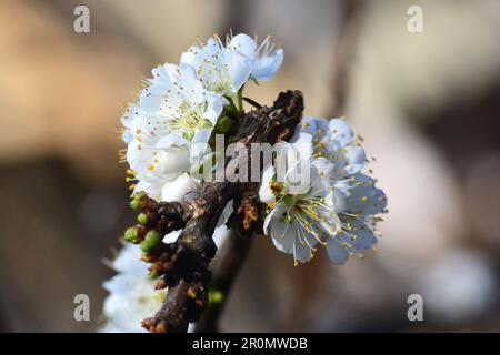 Fiore bianco cinese di prugna fiore o albicocca giapponese, prugna verde coreana, Asia orientale, è di solito chiamato fiore di prugna Foto Stock