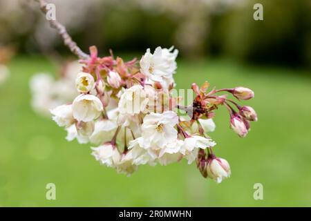 Primo piano di fiori di ciliegio giapponesi - Sakura in primavera, Dorset UK Foto Stock