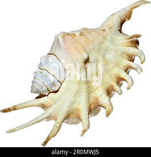 Millepiedi Spider Conch (Strombidi millepeda) 13cm Foto Stock