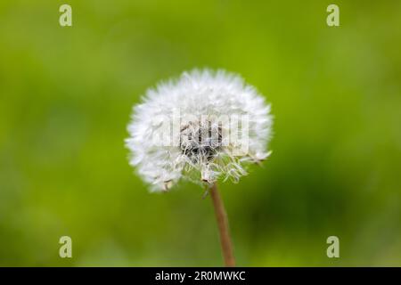 Testa di semi di dente di leone - Taraxacum officinale, primo piano. Dorset, Inghilterra, Regno Unito Foto Stock
