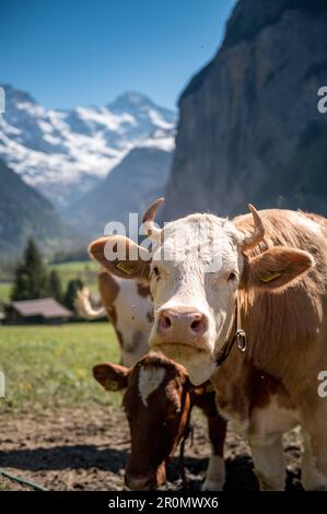 Mucche svizzere a Lauterbrunnen in una bella giornata di sole primaverile nelle Alpi Bernesi Foto Stock