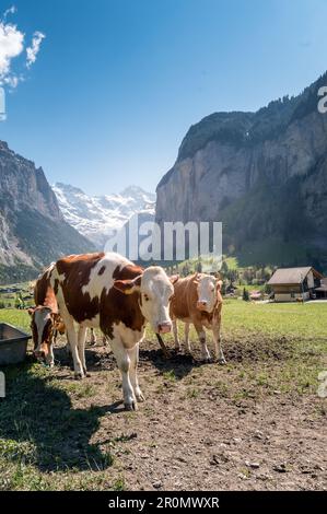 Mucche svizzere a Lauterbrunnen in una bella giornata di sole primaverile nelle Alpi Bernesi Foto Stock