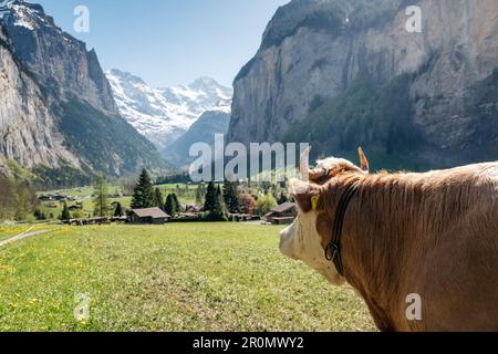 Mucche svizzere a Lauterbrunnen in una bella giornata di sole primaverile nelle Alpi Bernesi Foto Stock