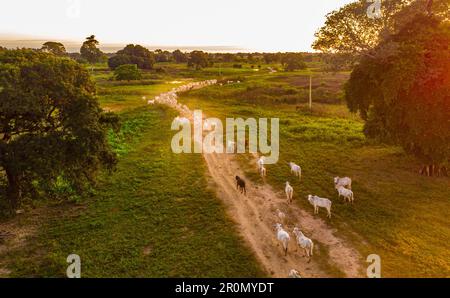 Una tranquilla scena rurale di un lussureggiante prato incorniciato da alberi e colline ondulate, con bestiame pascolo in primo piano. Foto Stock