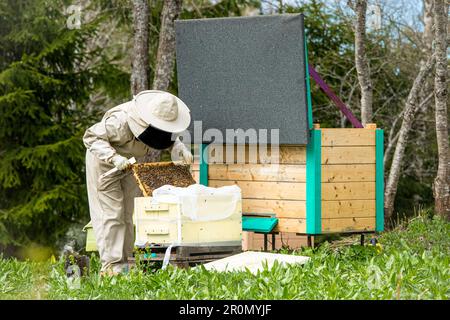 Apicoltore donna che delocalizza le api dalla scatola di consegna alla casa fissa delle api dopo aver acquistato un nuovo alveare in primavera. Foto Stock