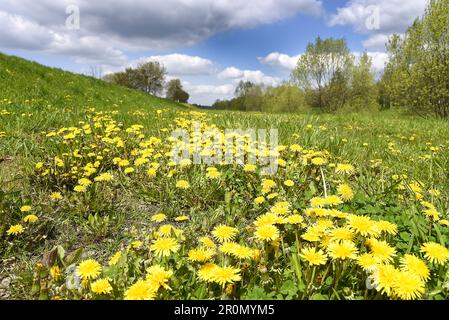 Taraxacum officinale, il dente di leone comune, fiorito a Dobroslavice, Repubblica ceca, aprile 30; 2023. (CTK Photo/Drahoslav Ramik) Foto Stock