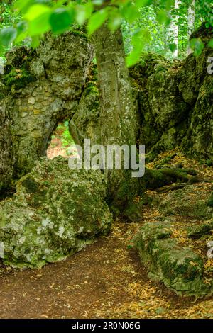 Resti del castello rovina Alt-Lichtenstein, al largo del castello di Lichtenstein, sulla cresta dell'Alb sopra il villaggio di Honau, Alb Svevo, Germania. Foto Stock