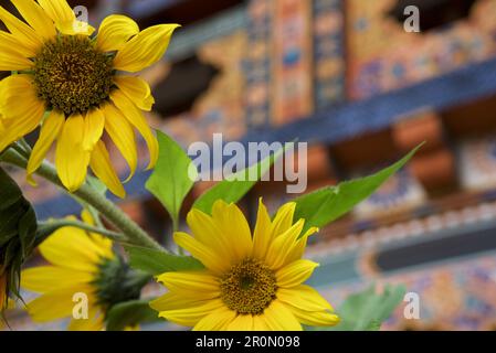 Girasoli di fronte al Pema Choling Nunnery, Tang Valley, Bumthang, Bhutan, Himalaya, Asia Foto Stock